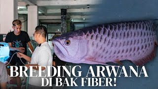 GAK SENGAJA! ARWANA GOLDEN NGERAM TELUR DI BAK!