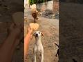 Golden Retriever &amp; Calf Birthday Party! ✨ #shorts​ #animalfriendship​ #goldenretriever​