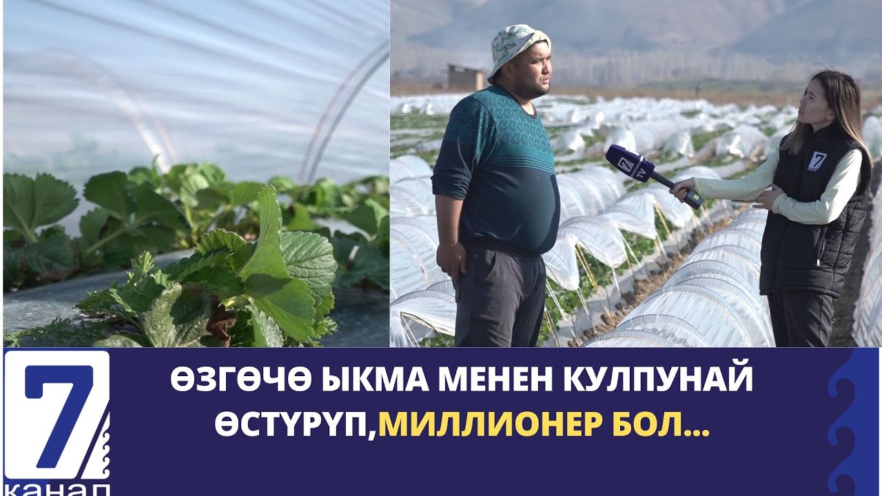 ӨЗГӨЧӨ ЫКМА МЕНЕН КУЛПУНАЙ ӨСТҮРҮП,МИЛЛИОНЕР БОЛ...