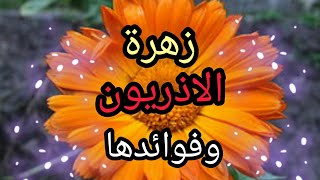 زهرة الاذريون فوائد الاذريون بالتفصيل