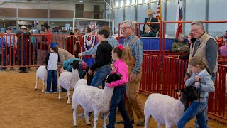 Dorper sheep take center-stage at the return of their stock show competition