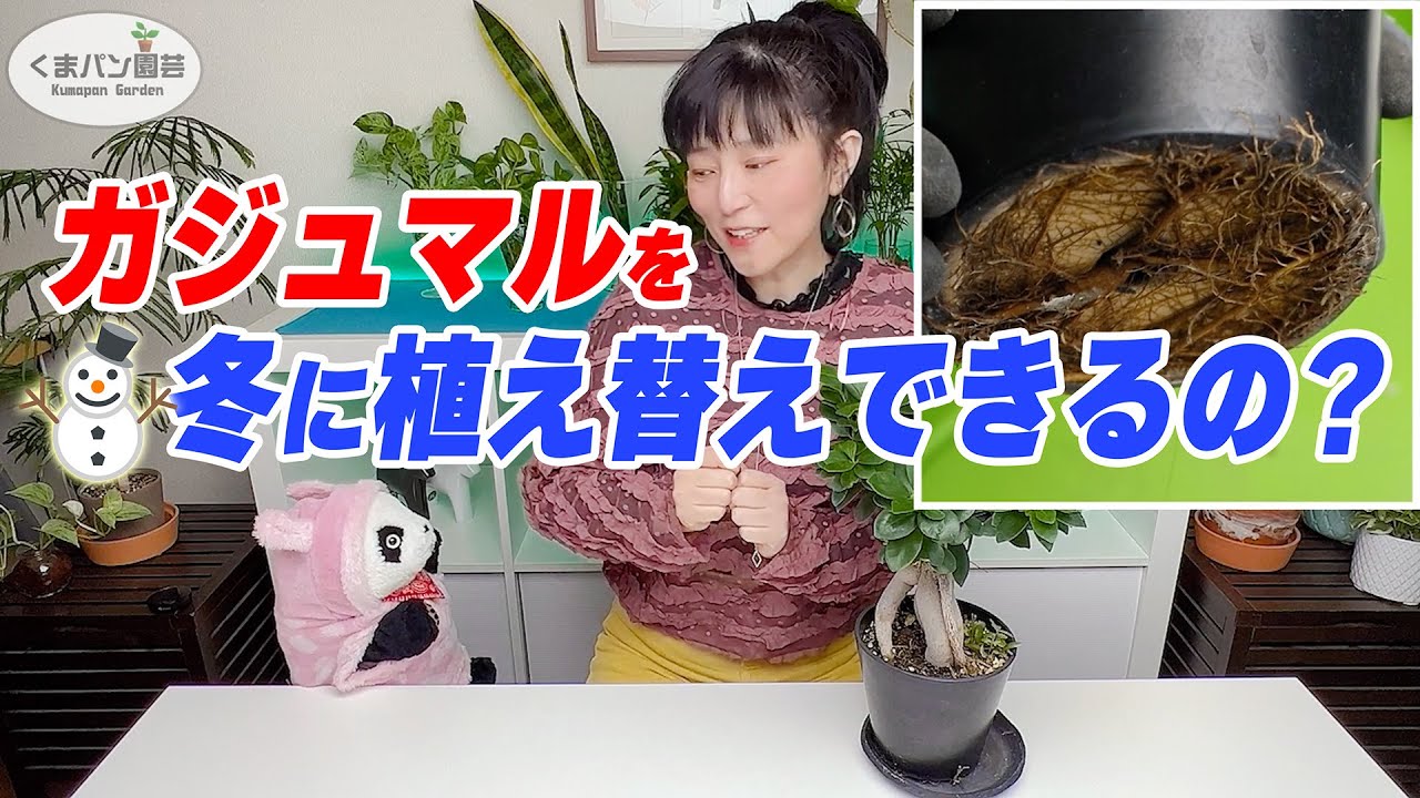 ガジュマル 冬に植え替えできるの くまパン園芸 Youtube