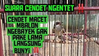 SUARA CENDET NGENTET‼️cocok tuk terapi burung macet,mbalon,ngebayek di jamin langsung bunyi‼️