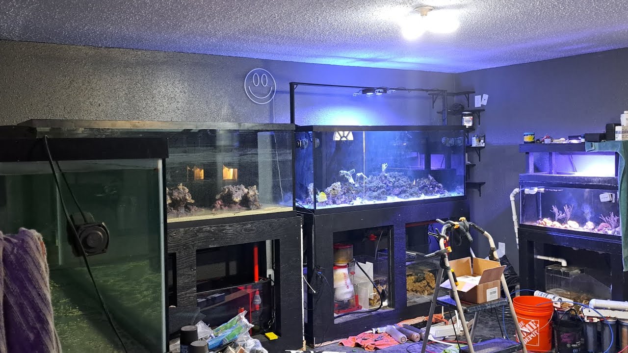 Time for an UPDATE on the Studio/Reef Gallery - YouTube
