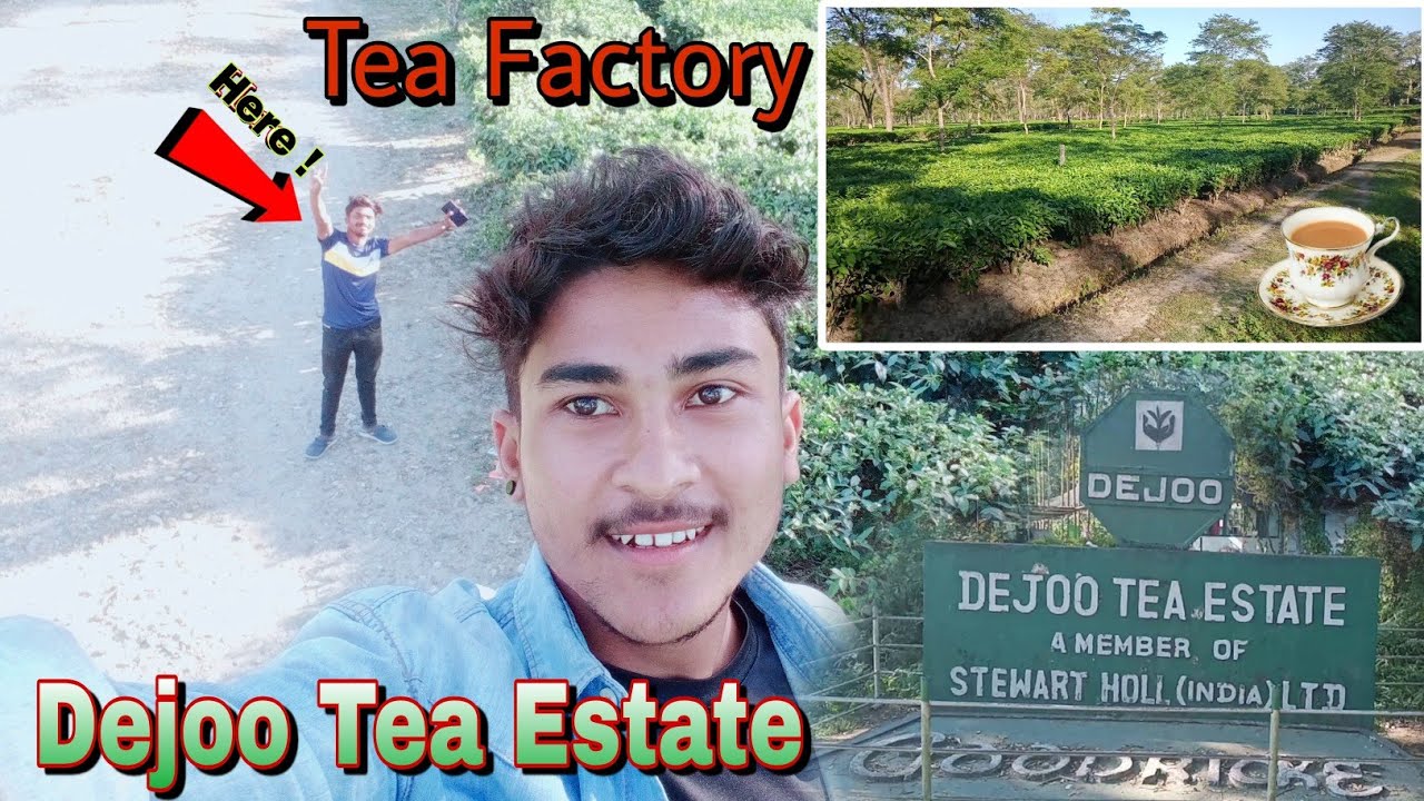 Dejoo Tea Estate☕ Dejoo Tea Factory North Lakhimpur 😍 YouTube