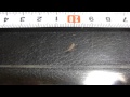 お尻が光る虫20150730