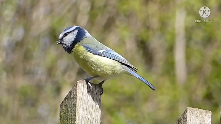 Singing The Nightingale the best bird song🐦🎶 wildlife world
