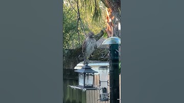 Red-Shouldered Hawk Fast Facts🤓 #birds #nature #birdwatching #hawks