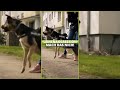 HÄUFIGSTER FEHLER Bei Leinenagression Shorts Hundetraining Leinenführigkeit HÄUFIGSTER FEHLER Bei Leinenagression Shorts Hundetraining Leinenführigkeit