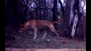 Dingoes (Canis lupus dingo)