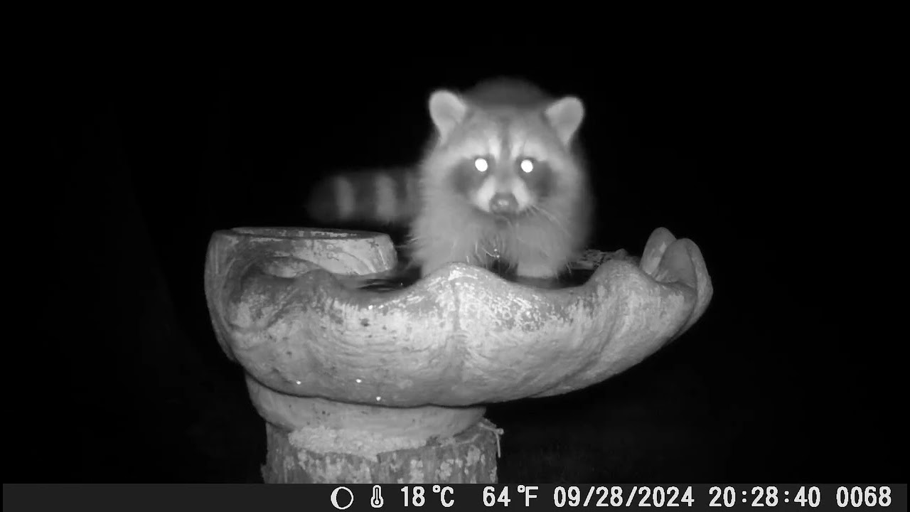 Three Brothers Retreat West Virginia Raccoon