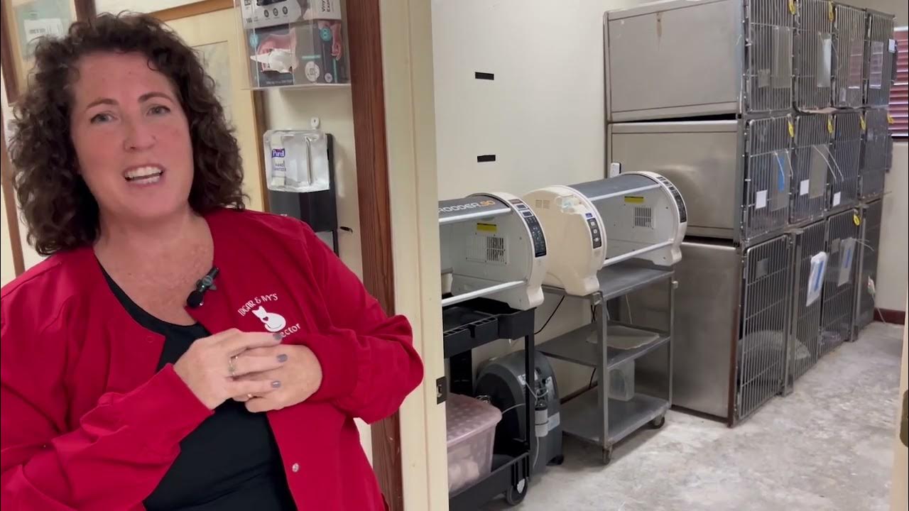 Learn About Edgar And Ivy's Cat Sanctuary YouTube