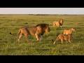 Salas Male Lion With Topi Pride Masaimara 23 May 2026 