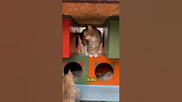 Why Do Cats Meow Without Looking at You? 😺 | Cat Behavior Explained #feline #cat #pets #cute #facts