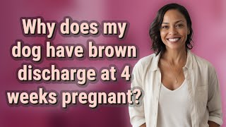Why does my dog have brown discharge at 4 weeks pregnant