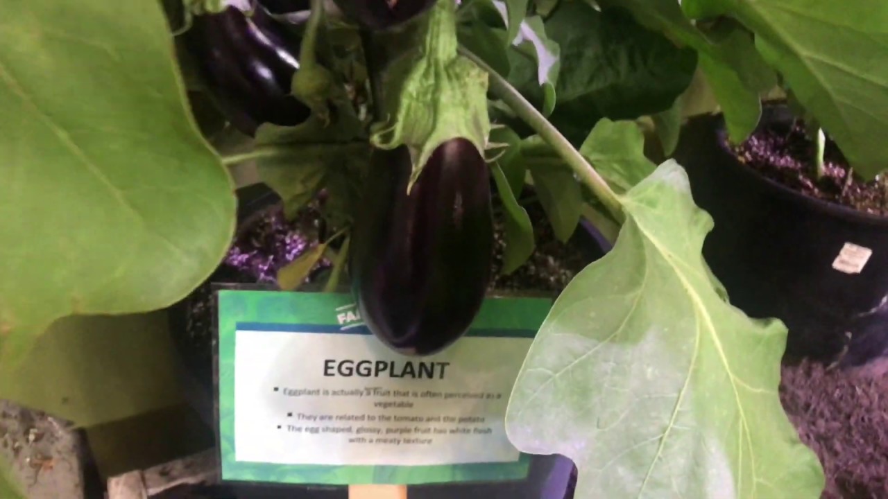 Growing Eggplants from Cuttings YouTube