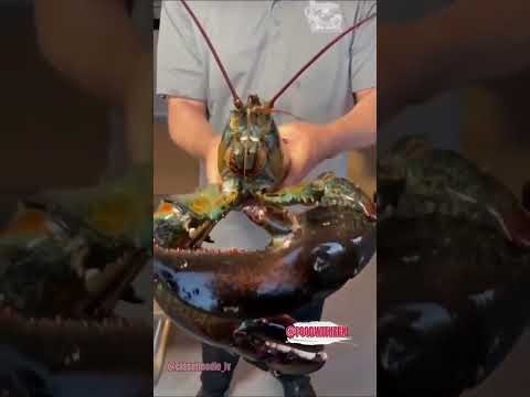 Biggest Lobster In