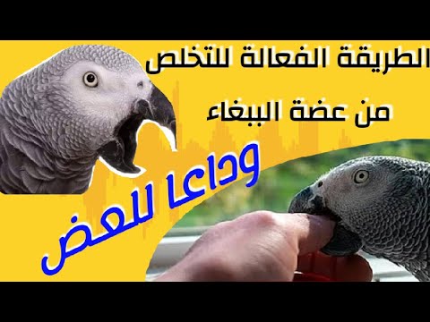 فيديو: 3 طرق لجذب انتباه الطيور
