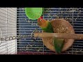 Exclusive Video of Lovebird Cage #lovebirdsfarming #cagebirds #lovebirds 
