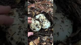 Mushroom Boop Compilation: Celebrating 100K on Instagram