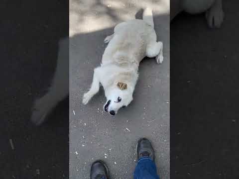 Barka