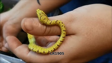 Green Tree Python - Neonate Progression