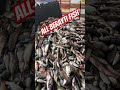 #fishing #fish #fishcutting #food #fishcutting #streetfood # #carp #carpfishing #bigfish #fishmarket