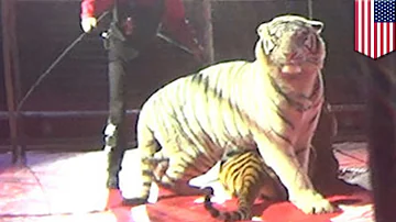 Do animals like being in circuses?