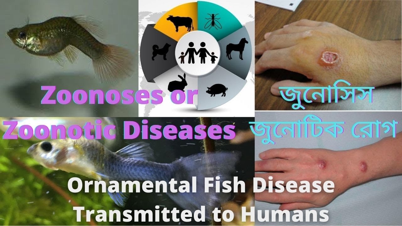 Zoonoses or Zoonotic Diseases Ornamental Fish Disease Transmitted to