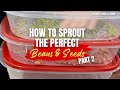 How to Sprout Beans &amp; Seeds (Part 2)  | Mung | Pinto | Yellow Mustard | Alfalfa | Beginner | Trays