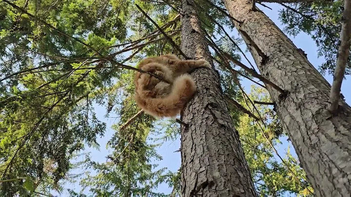 Video 11809941: mainecooncat mainecoons, giant mainecoon cat
