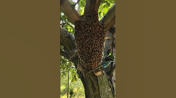 #kashmirbee swarm  #autumn #fromnature