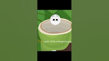 How Do Coconuts Get Water Inside Them?