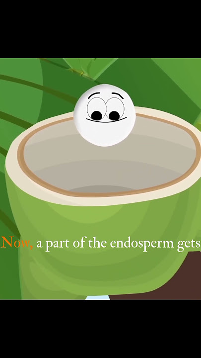 How Do Coconuts Get Water Inside Them?