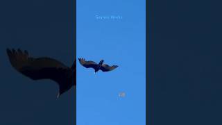 Turkey Vulture Dive & Glide in Open Sky #youtubeshorts #wildlife #nature #trending #wow #viralhog