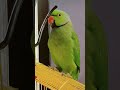 mitthu #parrot #talkingparot #birds #nonstoptalkingparrot #talkingparrot  #cute #animals #shorts