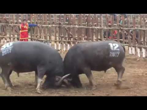 CARABAO FIGHT || BULLFIGHT || TRADITIONAL BULL FIGHT