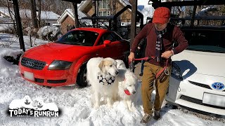 お出かけとなれば絶対に置いて行かれたくないルンルンとアランです　Great Pyrenees　グレートピレニーズ