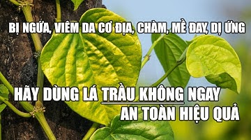 5 bài thuốc chữa ngứa bằng lá trầu không, rất an toàn và hiệu quả.