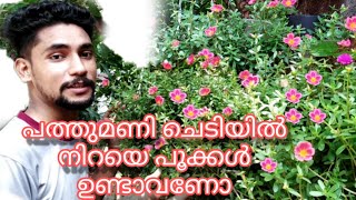 പത്തുമണിച്ചെടി hanging ആയി ചെയ്തു നോക്കു | പത്തുമണി | portulaca