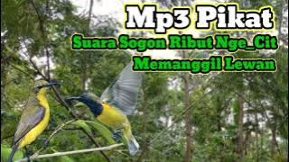 Bunyi Burung Sogon Ngecit Memanggil Kawan#SgPulot