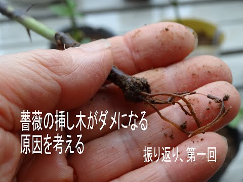 バラ　挿し木苗　Sジュエル emi　今シーズンのみ hqdefault.jpg