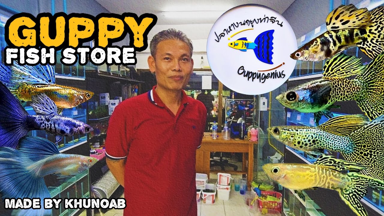 Let's check out some amazing Guppy fish !! | ปลาหางนกยูงเกรด สวยมากกกก !! | Guppy Genius ❤️