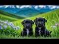The Magical World Of Cute Young Animals With Relaxing Music (Colorfully Dynamic), Soothing Music