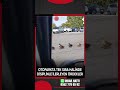 Otoparkta tek sıra halinde disiplinle ilerleyen ördekler görüntülendi.