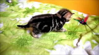 Элитный британский котенок Kristofer - золотой мрамор! Элитный британский котенок Kristofer - золотой мрамор!