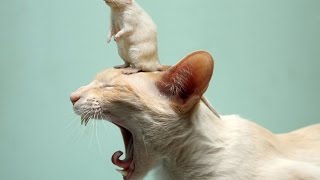 Новые приколы про кошек - Кошки боятся крысу и дружат с ней! Новые приколы про кошек - Кошки боятся крысу и дружат с ней!