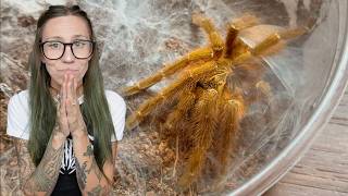 Breeding my MEANEST Tarantula!! OBT Pairing and ESCAPE!