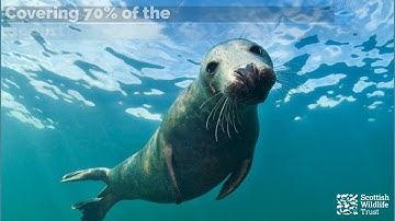 Marine Nature-based Solutions