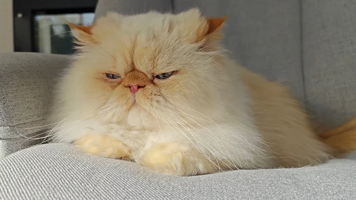 Watch the video about Fat Boy is a cute Himalayan Persian Cat ❤️